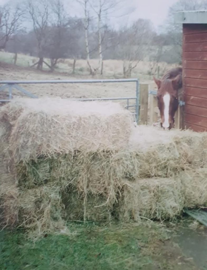 Hay